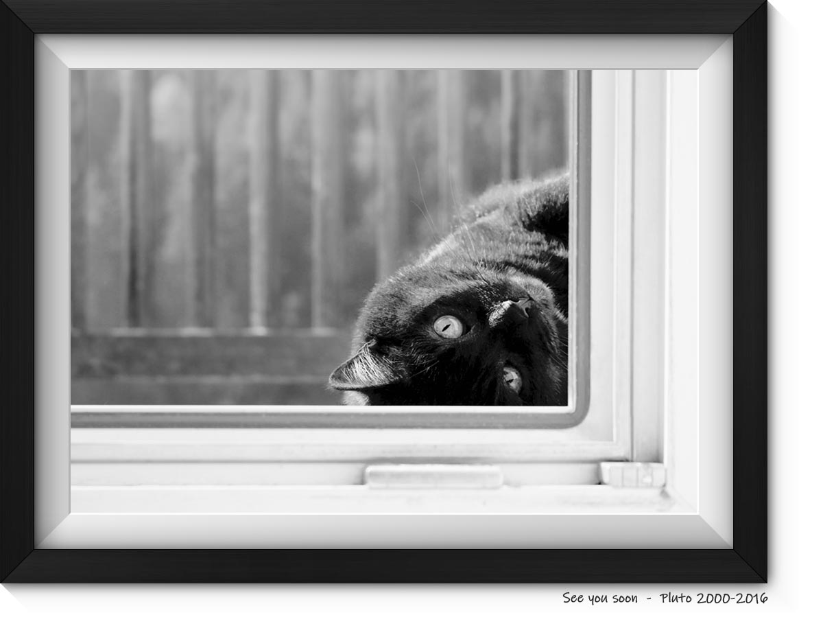 gatto